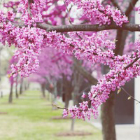 ������ż��