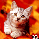 ���Ⱥݿɰ���ͼƬ