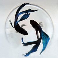 ��è���ֵ�˧������QQͷ����ϲ�������ɳ���һ��