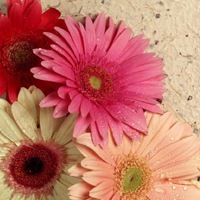 �����⾳�Ŀɰ����䣬�ҳ�ŵ�����һ�����Ҹ��Ϳ���