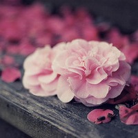 �����⾳�Ŀɰ����䣬�ҳ�ŵ�����һ�����Ҹ��Ϳ���