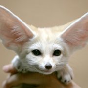 �ɰ�Сèͷ��С��������������¹��С��ͷ�񣬻���һֻС����