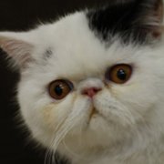 �ɰ�Сèͷ��С��������������¹��С��ͷ�񣬻���һֻС����