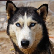 �ɰ�Сèͷ��С��������������¹��С��ͷ�񣬻���һֻС����