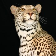 �ɰ�Сèͷ��С��������������¹��С��ͷ�񣬻���һֻС����