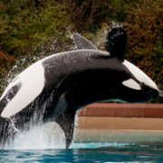 �ɰ�Сèͷ��С��������������¹��С��ͷ�񣬻���һֻС����