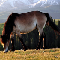 �ɰ�Сèͷ��С��������������¹��С��ͷ�񣬻���һֻС����