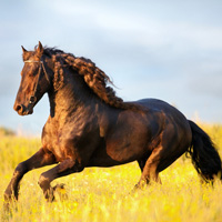 �ɰ�Сèͷ��С��������������¹��С��ͷ�񣬻���һֻС����