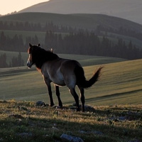 �ɰ�Сèͷ��С��������������¹��С��ͷ�񣬻���һֻС����