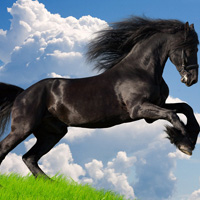 �ɰ�Сèͷ��С��������������¹��С��ͷ�񣬻���һֻС����