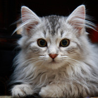 �ɰ�Сèͷ��С��������������¹��С��ͷ�񣬻���һֻС����