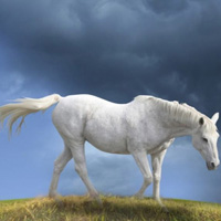 �ɰ�Сèͷ��С��������������¹��С��ͷ�񣬻���һֻС����