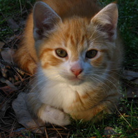 �ɰ�Сèͷ��С��������������¹��С��ͷ�񣬻���һֻС����