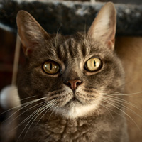 �ɰ�Сèͷ��С��������������¹��С��ͷ�񣬻���һֻС����