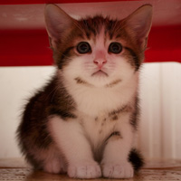 �ɰ�Сèͷ��С��������������¹��С��ͷ�񣬻���һֻС����