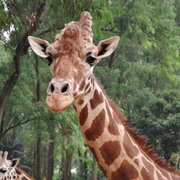 �ɰ�Сèͷ��С��������������¹��С��ͷ�񣬻���һֻС����