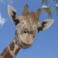 �ɰ�Сèͷ��С��������������¹��С��ͷ�񣬻���һֻС����