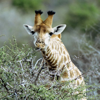 �ɰ�Сèͷ��С��������������¹��С��ͷ�񣬻���һֻС����