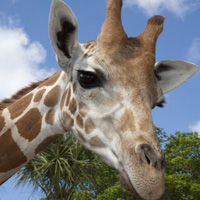 �ɰ�Сèͷ��С��������������¹��С��ͷ�񣬻���һֻС����