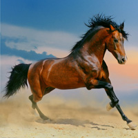 �ɰ�Сèͷ��С��������������¹��С��ͷ�񣬻���һֻС����