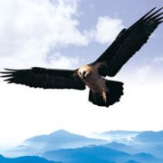 �ɰ�Сèͷ��С��������������¹��С��ͷ�񣬻���һֻС����