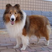 �ɰ�Сèͷ��С��������������¹��С��ͷ�񣬻���һֻС����