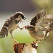 �ɰ�Сèͷ��С��������������¹��С��ͷ�񣬻���һֻС����