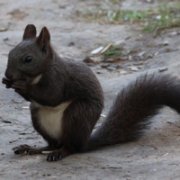 �ɰ�Сèͷ��С��������������¹��С��ͷ�񣬻���һֻС����