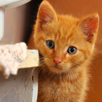 �ɰ�Сèͷ��С��������������¹��С��ͷ�񣬻���һֻС����