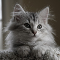 �ɰ�Сèͷ��С��������������¹��С��ͷ�񣬻���һֻС����