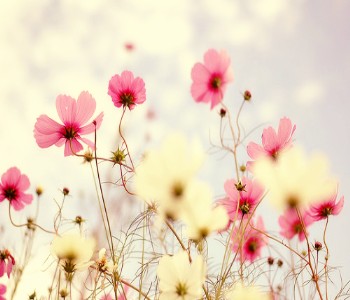 �����⾳Ψ��