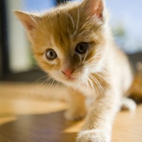 ���ָ�Ц�ɰ�����ͷ�� ����������