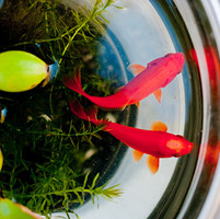 �����ټ� ����ͷ��ͬ��Ҳ�������⾳