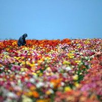 70�Ŵ��⾳����QQͷ�� ӭ��ĩ��������