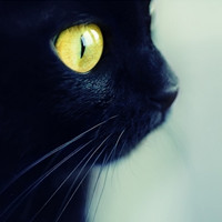 ����ͷ�� �͸�����С�����뺫ϵ�������