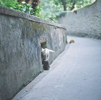 ȥ���������侫Ʒ Ψ���⾳QQͷ��ƪ