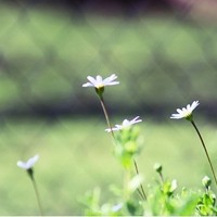 ������ͷ�� ��Ψ���⾳Ϊ����ͷ��