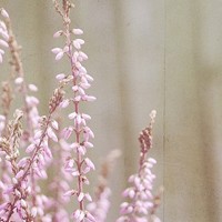 ������ͷ�� ��Ψ���⾳Ϊ����ͷ��