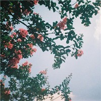 ������ͷ�� ��Ψ���⾳Ϊ����ͷ��