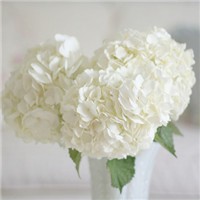 ������ͷ�� ��Ψ���⾳Ϊ����ͷ��