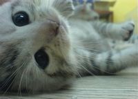 �ƻ���ɺ��Ҳ���ᰲ��һЩQQͷ�� 