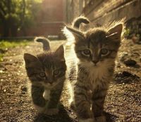 �ƻ���ɺ��Ҳ���ᰲ��һЩQQͷ�� 