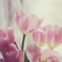 Ψ����qq��̬�羰ͷ��_���޻���