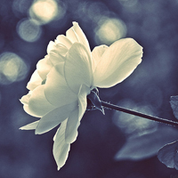 ���� - QQͷ�� 