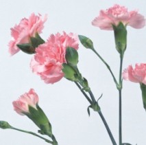 ��������QQͷ�� 