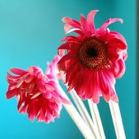 �ǹ���˸,����Ψ���Ļ��� 