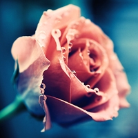 ���� - QQͷ�� 