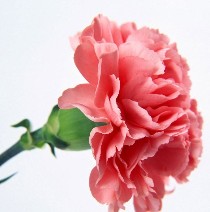 ��������QQͷ�� 