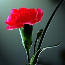 ��������QQͷ�� 