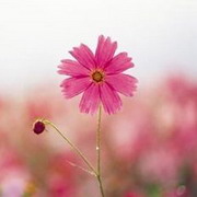 �õķ�����ͼ��ͼƬQQͷ��